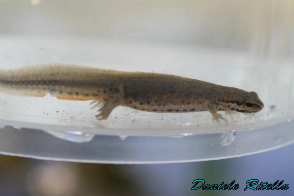 Triturus carnifex in corteggiamento/lotta!